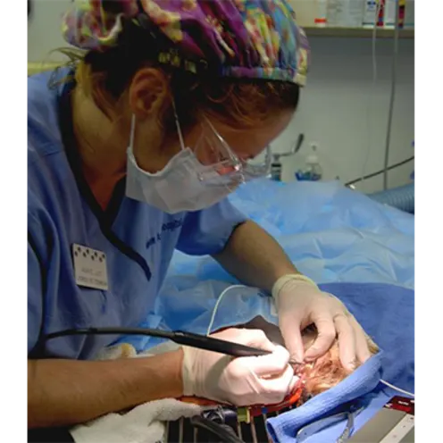 Licensed Veterinary Technician, Marie performs a dental prophylaxis on a patient using an ultrasonic scale and polishing machine.